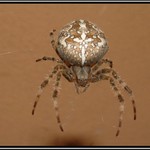 Pavouček vylezl v noci na fasádě