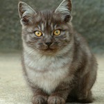 Kotě ve sklárnách Bělá