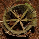 v lese se kola dělají