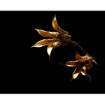 máme spousta semínek...