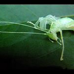 Nechte mě být, chci být sám...