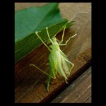 To musím na týhle zahradě dělat všechno sám?!