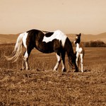 Hříbátko s kobilou