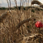 ...  když panenka tančí ...