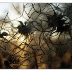 Než napadne sníh...