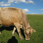 kráva