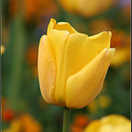 Tulip