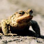 ropucha, Dolní les, Rychlebské hory