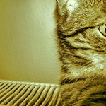 naše čičina v trochu nevšední poloze