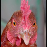 Cesta za slávou... :-)