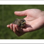 lepší vrabec v hrsti....