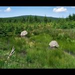 v jizerských močálech