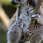 Lemur