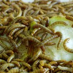 vypálené jabko s červama