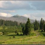 Když brouk útočí