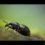 -- berušák puntíkozlatý --