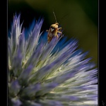 -- čekání na světlo --