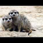 Tati KUA tobě to focení, ale trvá dlouho !