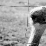 Pstros(zvirata v kleci)