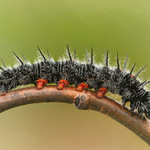 jako ostnatý drát...