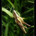 Dvě malá křídla...