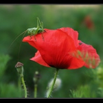 Strážca vlčích makov