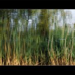 ...zelena imprese...