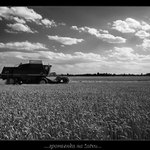 spomienka na žatvu...