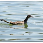 kormidlo vytaženo.... Gallinula chloropus aneb slípka zelenonohá
