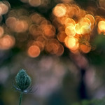 ...stovka sluncí...