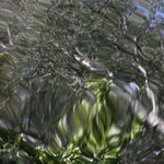 Výroba želé z greenfiedských lišejníků