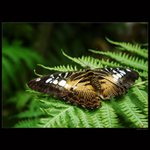 Parthenos sylvia IV - Návrat veterána