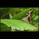 Runway pro motýla...