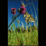 Co se děje v trávě...