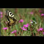 Tuhle kytku chci, ta se mi líbí!!!