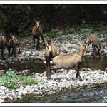 Kamzíky - Národný park Slovenský Raj