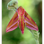 Odpolední siesta lišaje vrbkového