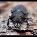 Ozbrojený váleček