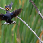 neustálá chuť k jídlu