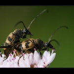 Láska je krásná věc