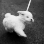 maly pejsek sindibad se seznamuje s voditkem