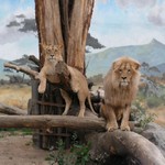 naše 2 roztomilé kočičky