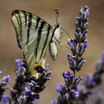 Otakárek ovocný V.