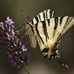 Otakárek ovocný VII.