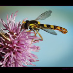 Pestřenka u čerpačky sil