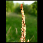 Číhání na něvěstu ...