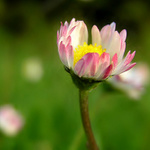 Sedmi ... sedmi ... sedmikráska