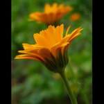 .: Ze zahrady II. :.