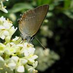 ostruháček kapinicový