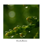 *** AFTER THE RAIN ***